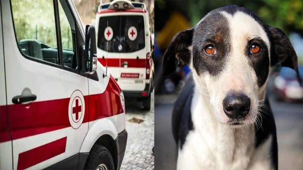 Andhra to launch India's first Government run ambulance network for animals