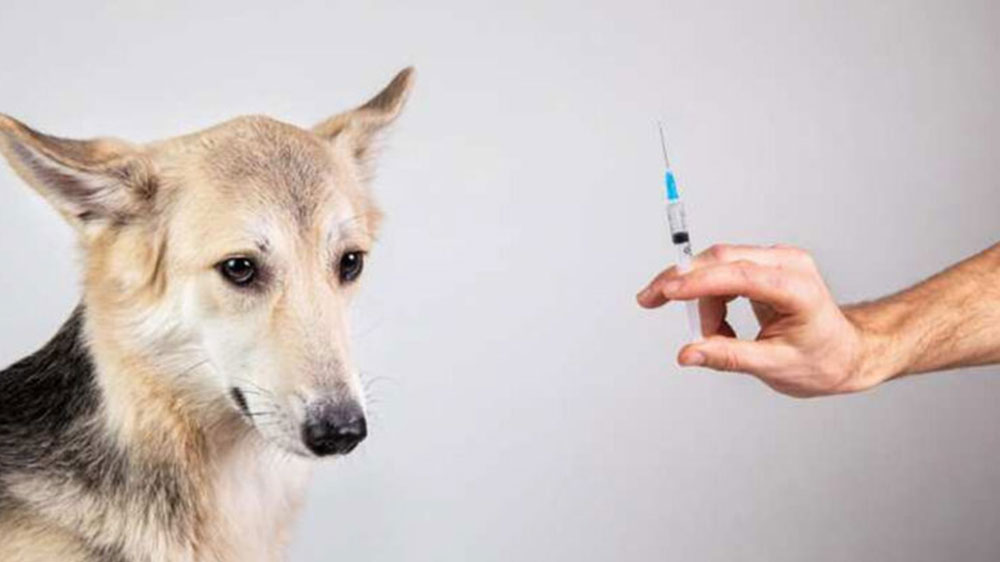 Central Government launches first corona vaccine 'anocovax' for animals