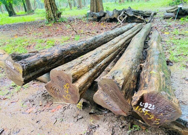 Kerala's Kulathupuzha Timber Depot launches retail sale of teak timber ...